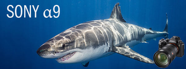 Sony a9 Underwater Camera Review—Shooting Great White Sharks