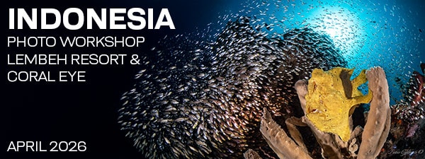 Lembeh Resort & Coral Eye Marine Outpost – North Sulawesi Indonesia - April 13-27, 2026