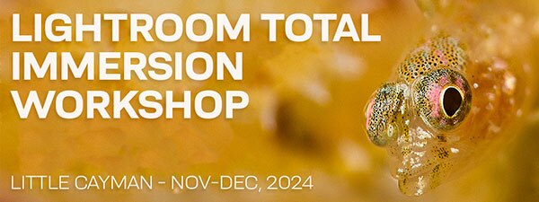 Lightroom Total Immersion Workshop -Nov 30-Dec 7 & Dec 7-14, 2024