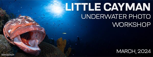 Underwater Photography Workshop - Little Cayman Beach Resort - March 2-9 & 9-16, 2024