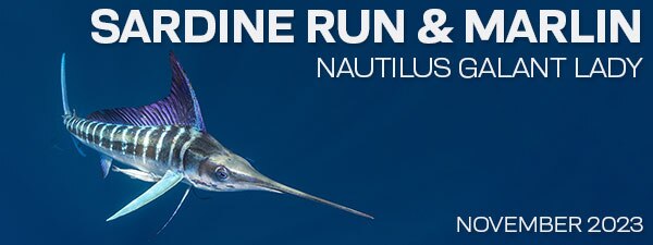 Sardine Run & Striped Marlin - Magdalena Bay, Baja, Mexico - November 23-30, 2023 