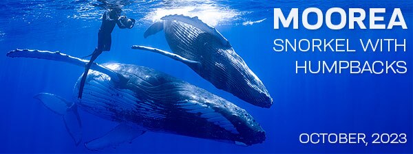 Moorea Tahiti – Snorkel with Humpback Whales – October 7-14, 2023