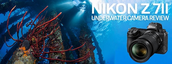 Nikon Z 8 Underwater Camera Review - Underwater Photography - Backscatter