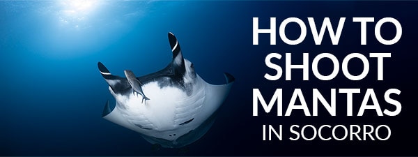 Manta Underwater Photo Tips For Socorro