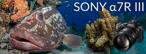 Sony a7R III Underwater Camera Review