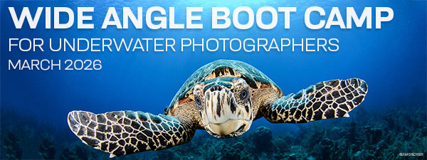 Wide Angle Underwater Photography Boot Camp - Little Cayman - March 21-28, 2026