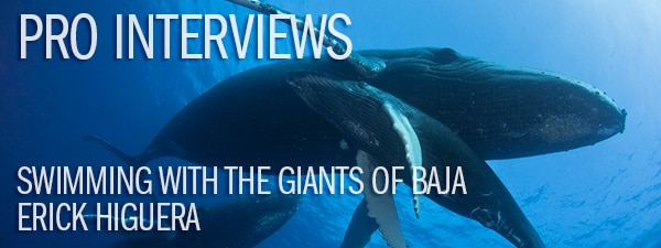 Pro Interview - Erick Higuera on Swimming with the Giants of Baja