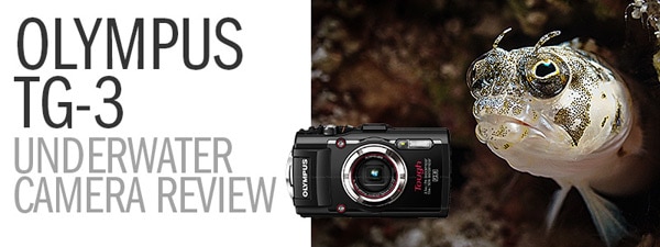 The Olympus TG-3 Underwater Camera Review - Amazing Super Macro