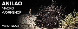 Macro & Blackwater Underwater Photography Workshops - Crystal Blue Resort – Anilao Philippines – March 16-26 / 26-30, 2024