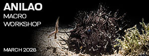Macro & Blackwater Underwater Photography Workshops - Crystal Blue Resort – Anilao Philippines – March 8-18 / 18-22, 2026