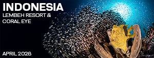Lembeh Resort & Coral Eye Marine Outpost – North Sulawesi Indonesia - April 13-27, 2026