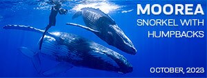 Moorea Tahiti – Snorkel with Humpback Whales – October 7-14, 2023