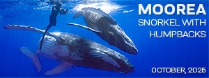 Moorea Tahiti – Snorkel with Humpback Whales – Oct. 25 – Nov 1, 2025