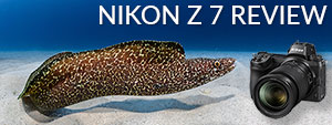 Nikon Z 7 Underwater Camera Review