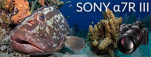 Sony a7R III Underwater Camera Review