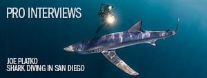 Shark Diving off of San Diego with Joe Platko