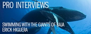 Swimming With The Giants Of Baja with Erick Higuera