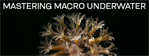 Mastering Macro Underwater